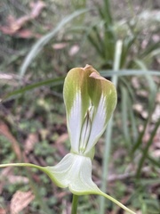 Pterostylis baptistii