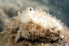 Stimdromia lateralis