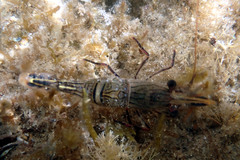 Rhynchocinetes australis