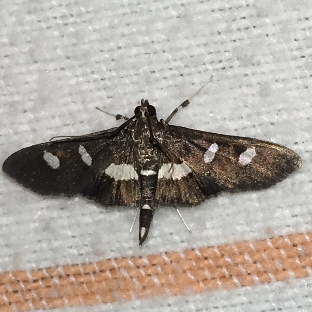 Grape Leafroller Moth
