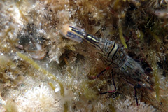 Rhynchocinetes australis