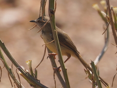 Prinia flavicans