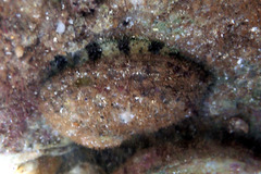 Haliotis scalaris emmae