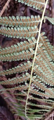 Cyathea australis