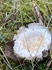 Cantharellula umbonata