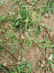 Alternanthera sessilis