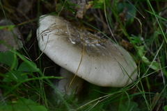 Clitocybe nebularis