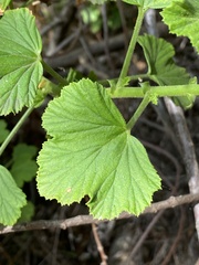 Pelargonium ribifolium