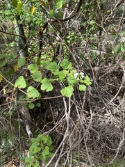 Pelargonium ribifolium