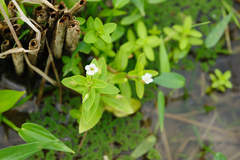 Limnophila aromatica