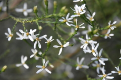 Olearia