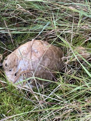 Calvatia cyathiformis