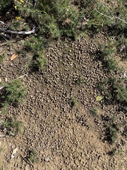 Oryctolagus cuniculus