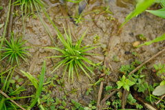 Eriocaulon cinereum