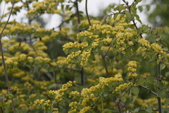 Paliurus spina-christi