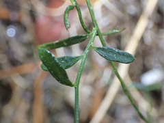 Comesperma volubile
