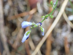 Comesperma volubile