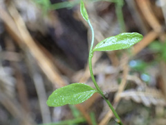 Comesperma volubile
