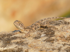Agama aculeata