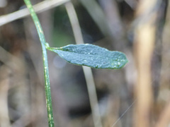 Comesperma volubile