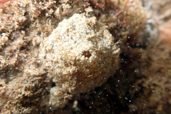 Aplousobranchia