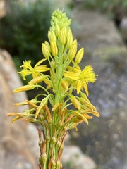 Bulbine latifolia