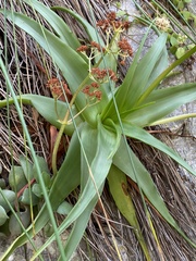 Bulbine latifolia