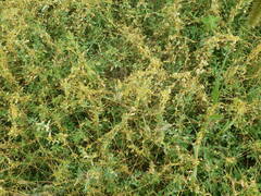 Cuscuta campestris