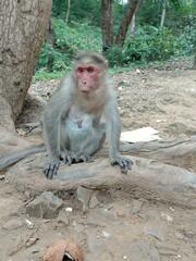 Macaca radiata