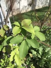 Akebia