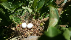 Ficedula hypoleuca