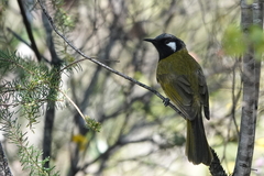 Nesoptilotis leucotis