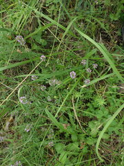 Thymus pulegioides