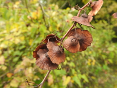 Paliurus spina-christi