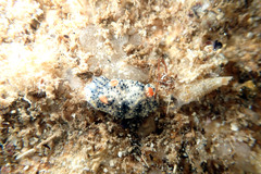 Hypselodoris saintvincentius