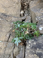 Scandia rosifolia