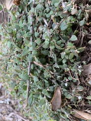 Chenopodium triandrum