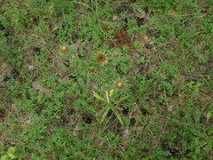 Carlina biebersteinii