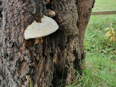 Climacocystis borealis