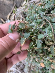 Chenopodium triandrum