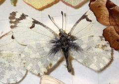 Euchloe simplonia