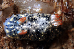 Hypselodoris saintvincentius