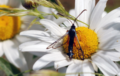 Synanthedon fulvipes