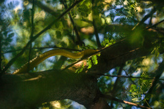 Dendrelaphis punctulatus