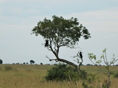 Bucorvus abyssinicus