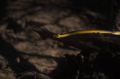 Dendrelaphis punctulatus