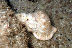 Austrotriton subdistortus