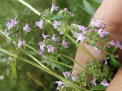 Thymus pulegioides
