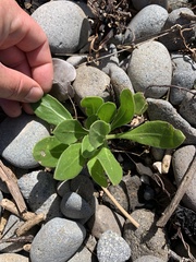 Dimorphotheca fruticosa