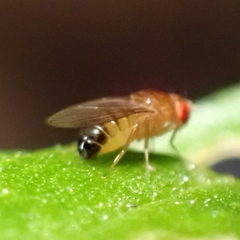 Drosophila melanogaster